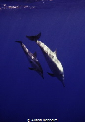 Big Island Hawaii, baby & mama dolphin #2 by Alison Ranheim 